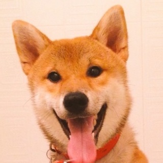 9ヶ月の柴犬！男の子