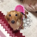 子供が動物アレルギーの為里親募集です！！