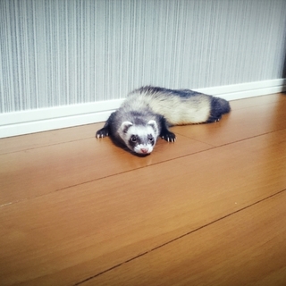 大切にしていただける方お願いします。