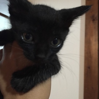 黒猫男の子