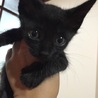 黒猫男の子 サムネイル2