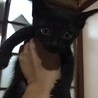 黒猫男の子 サムネイル3