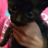 黒猫男の子 サムネイル4