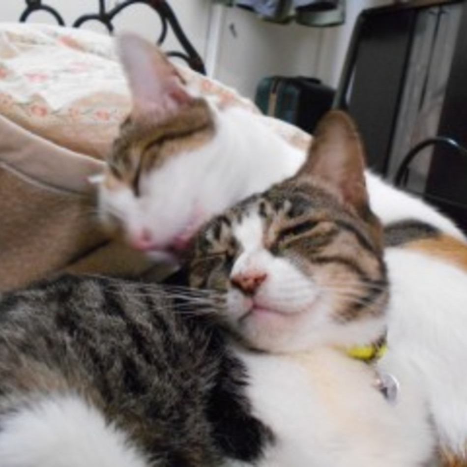 フウのカバー写真