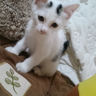 頭に八の字！？男のコ