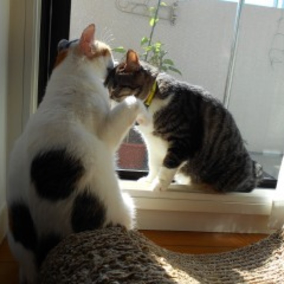 メイのカバー写真