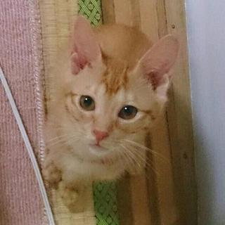 再募集切り替えの為「ゴロくん」