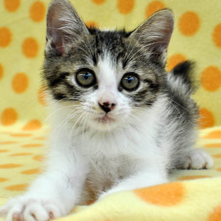 オマケしっぽの次元君