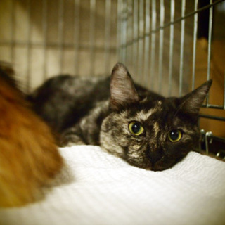 多頭放棄K宅猫のスス子