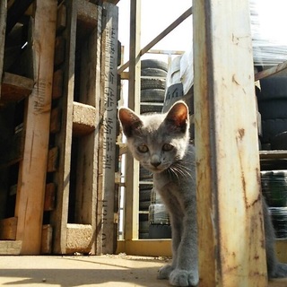 緊急です、迷い込んだ子猫