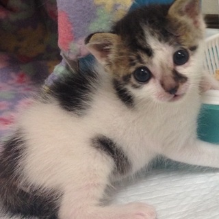 甘えんぼ♡つづら君生後約25日