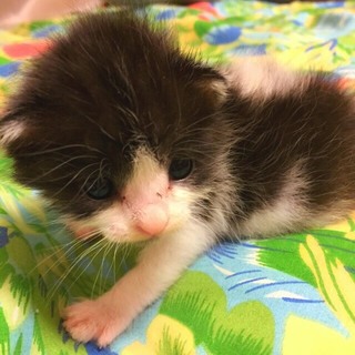 ハチワレ牛柄ニャンコ