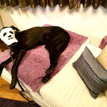 シニアに突入。目指せ美魔女（オスです）