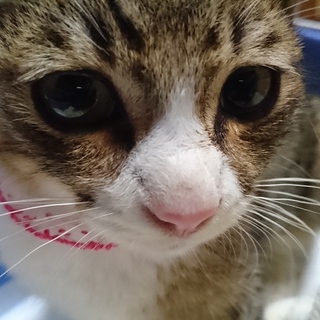 この仔の家族になってくれる方を探してます