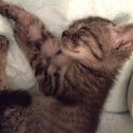 生後3ヶ月の子猫 里親お願いします！