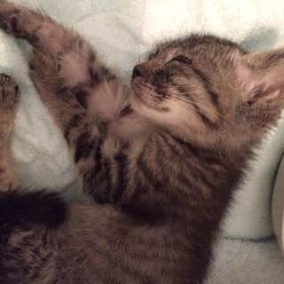生後3ヶ月の子猫 里親お願いします！