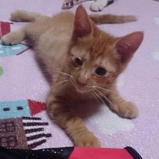 ゴロゴロの甘えん坊さん☆ドンくん