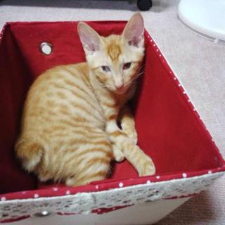 おだやかな甘えん坊☆ピカくん