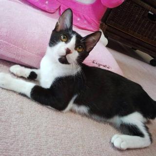 抱っこ大好きのんびりさん☆ポコ君