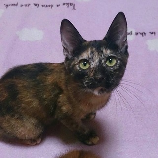 まん丸マイペース☆夢ちゃん