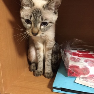 1歳の女の子です