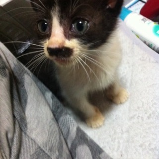 ちょびヒゲ男の子