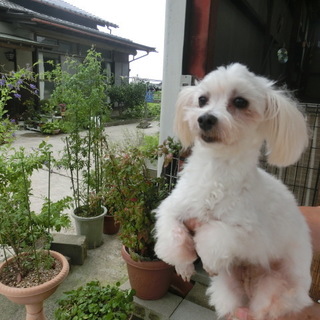 マルチーズの女の子里親募集