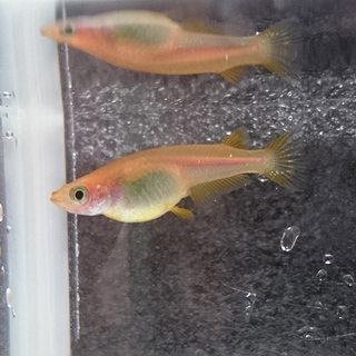 黄色系ヒメダカ（１匹）