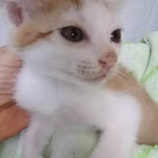 猫会＊トイレしつけ済＊茶白1.5ヶ月おっとり男の子