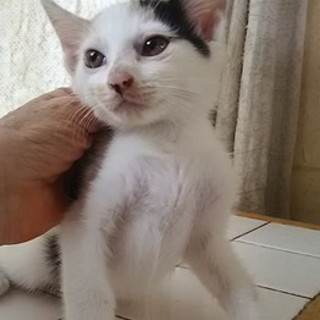 猫会＊トイレしつけ済＊1.5ヶ月ほんわか三毛女の子