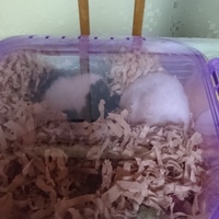 そうじ　としぞう