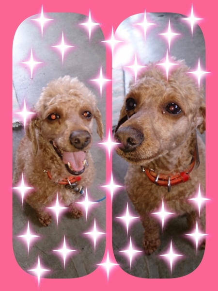 足長美犬プードル おふく 大阪府 犬の里親募集 794 ペットのおうち 月間利用者150万人 足長美犬プードル おふく 大阪府 犬の里親募集 794 ペットのおうち 月間利用者150万人