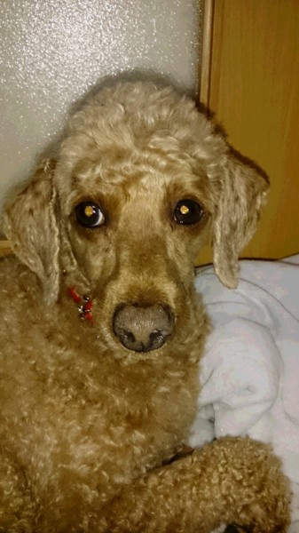 足長美犬プードル おふく 大阪府 犬の里親募集 794 ペットのおうち 月間利用者150万人 足長美犬プードル おふく 大阪府 犬の里親募集 794 ペットのおうち 月間利用者150万人