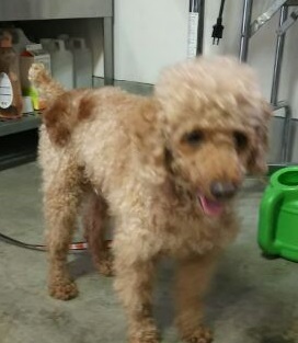 足長美犬プードル おふく 大阪府 犬の里親募集 794 ペットのおうち 月間利用者150万人 足長美犬プードル おふく 大阪府 犬の里親募集 794 ペットのおうち 月間利用者150万人