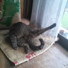 子猫ちゃん サムネイル2