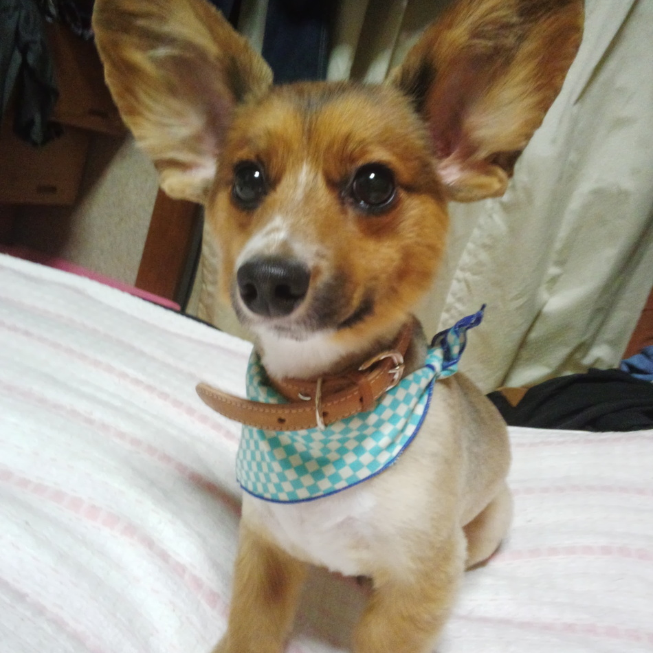 カイのカバー写真