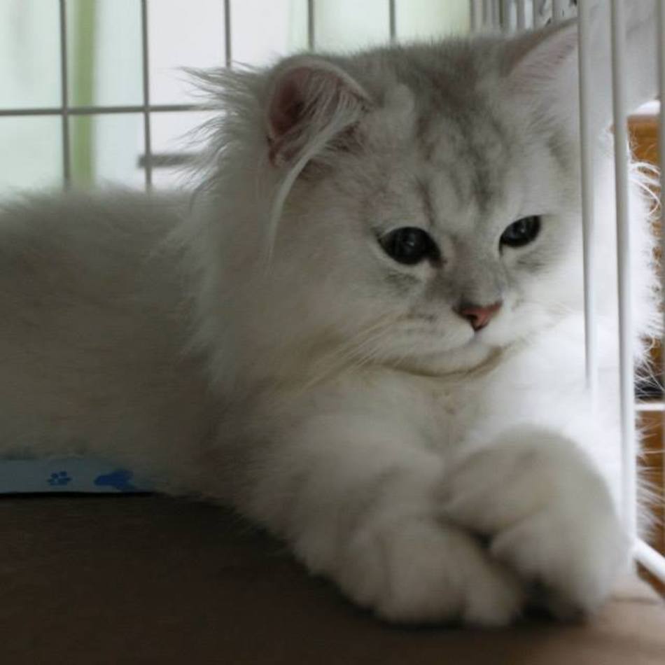 ぽぽのカバー写真