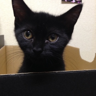 【お申し出多数のため一旦〆切】立ち耳スコ君☆男の子