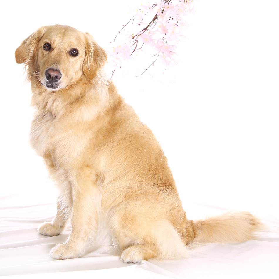 マヤのカバー写真