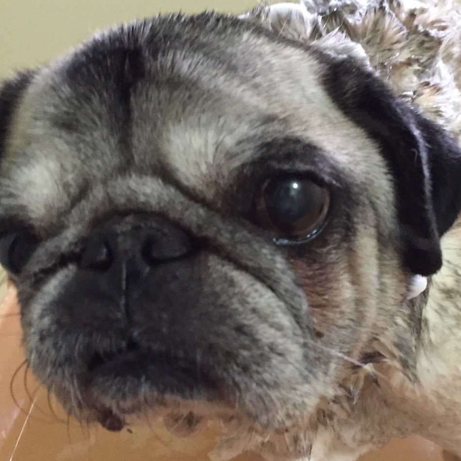 小鉄のカバー写真