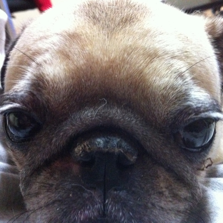 紅梅(こうめ)のカバー写真