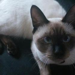 「PET-IDタグ到着」サムネイル3