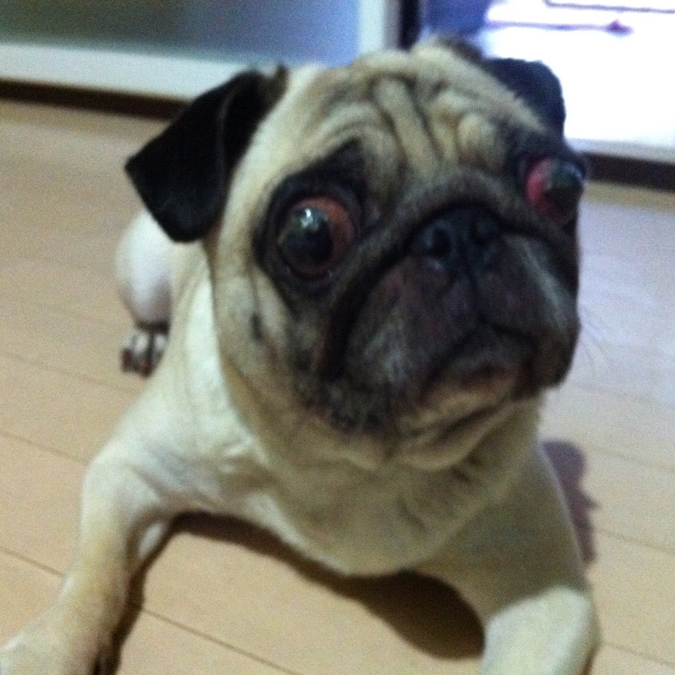 おせんのカバー写真