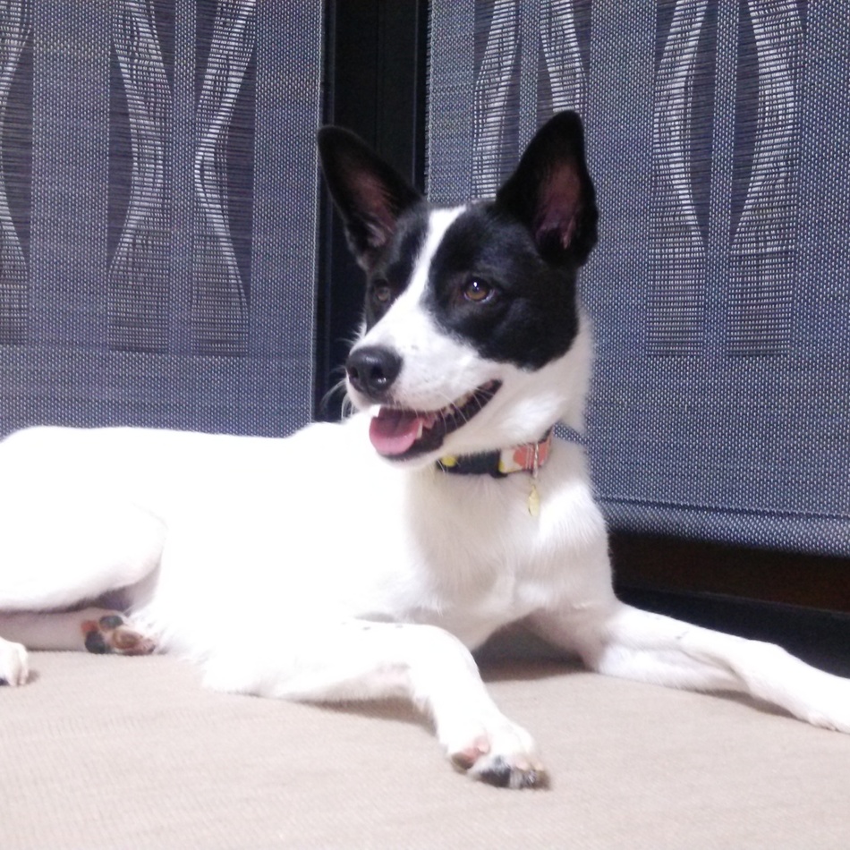 珠寿のカバー写真