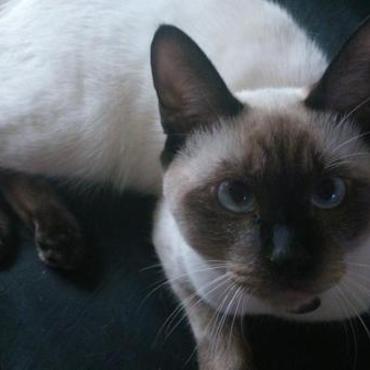 スマホに付いてるストラップを狙ってます