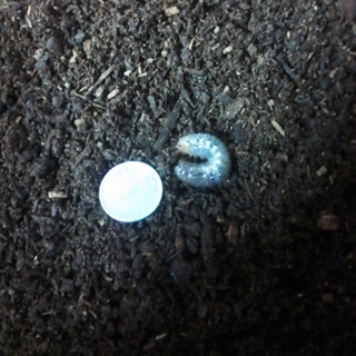 国産カブトムシの幼虫