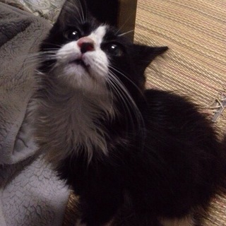 白黒の可愛い子猫です。