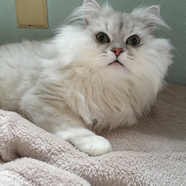 にゃんだにゃ？