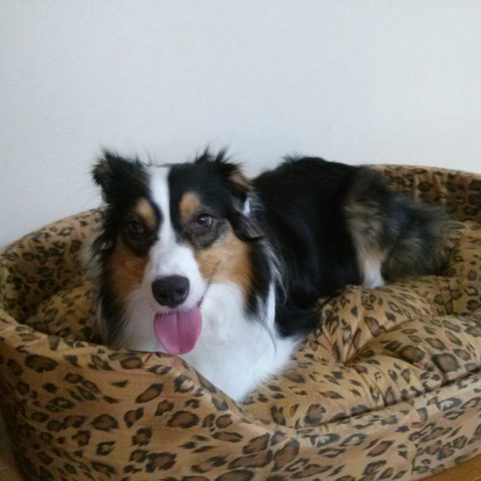 ソフィアのカバー写真