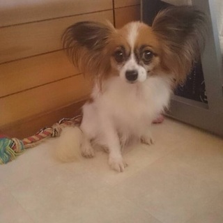 パピヨンのなみちゃん